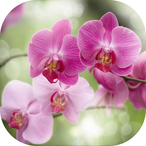 Орхидеи. Фаленопсис  Icon