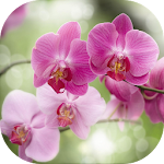 Орхидеи. Фаленопсис Apk