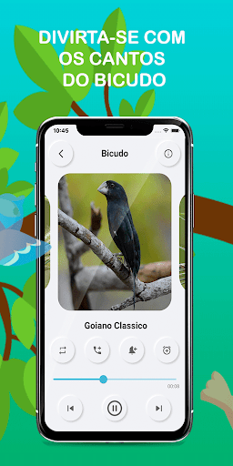 Beaked bird singing Screen 2