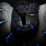 snakes live wallpaper icon