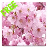 Free Sakura HD Live Wallpaper icon