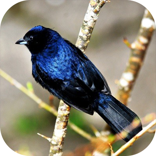 Tiziu鳥の歌 Windowsでダウンロード