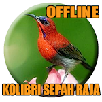 Cover Image of Unduh Suara Kolibri Sepah Raja Gacor 1.0 APK