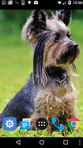 yorkshire terrier wallpaper Screen 2