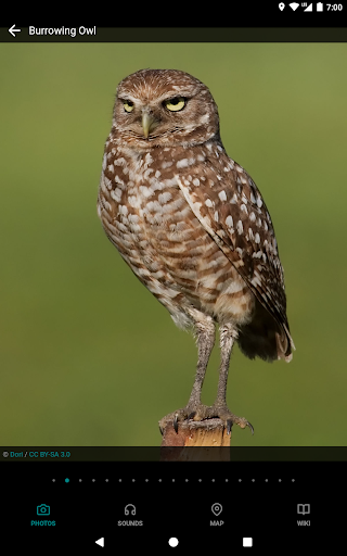Screenshot of GoBird - Guide to Nearby Birds