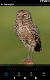 screenshot of GoBird - Guide to Nearby Birds