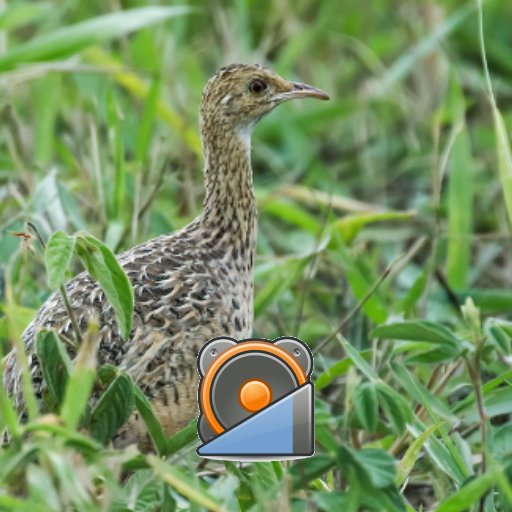 Perdiz Común Cantando