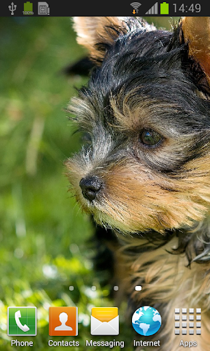 Yorkshire Terrier live wallpap Screen 2