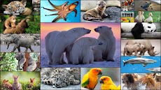 Animal Jigsaw Puzzle Game Kidsのおすすめ画像1