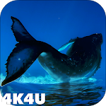 Cover Image of Tải xuống 4K Whales Video Live Wallpaper  APK