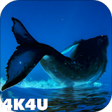 4K Whales Video Live Wallpapers icon