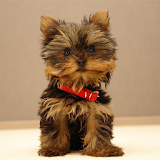 Yorkshire Terrier Dog Wallpape icon