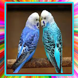 Sounds of parakeet mp3 icon