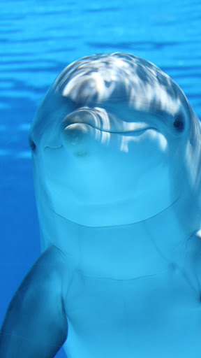 Android application dolphin fish wallpaper screenshort