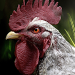 Cover Image of Download Rooster and hen sounds  APK