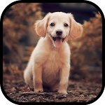 Cover Image of Download Puppy Wallpapers  APK