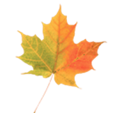 Autumn Leaves Donate LWP icon