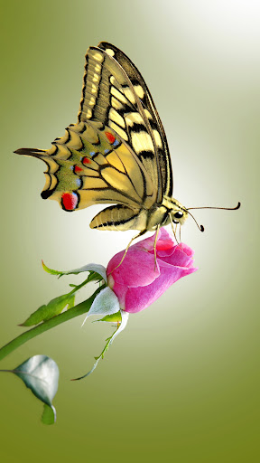Red Rose Wallpapers Screen 3