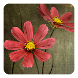 Flowers on wood Live Wallpaper icon
