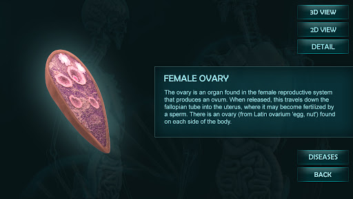 Female Reproduction system 3D