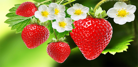 Strawberry Vitamins Infos