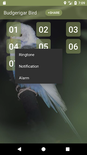 Budgerigar Bird Sounds Screen 2