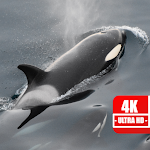 Cover Image of Descargar 4K Orca Wallpapers 1.0 APK