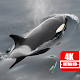 4K Orca Wallpapers Install on Windows