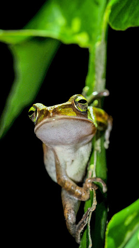 Android application tree frog wallpaper screenshort