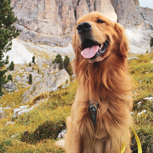 Wallpapers Dogs logo