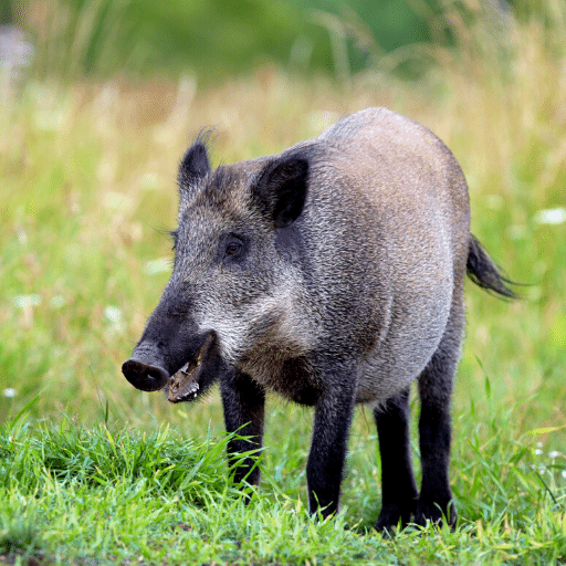 WildBoar Sounds - Hunting call logo