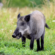 WildBoar Sounds - Wild Boar Calls for Hunting