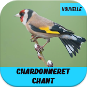 chardonneret chant gratuit  Icon