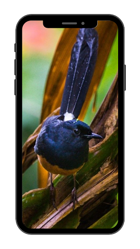 Murai Batu Wallpaper