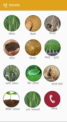 Wheat Ganganagar Screen 2