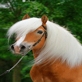 Brown Horse Hair LWP icon