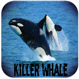 Killer whale sound icon