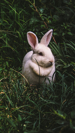 Android application Bunny Wallpapers screenshort