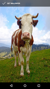 Moo Cow Wallpapers