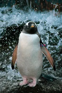 Penguin HD Wallpapers