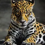 Cover Image of Download Leopard Wallpapers 1.0.leopard APK
