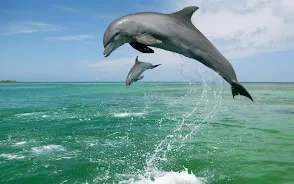 Dolphin Live Wallpaper APK (Android App) - Free Download