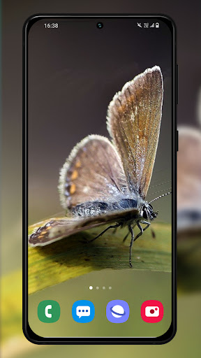 Butterfly wallpaper background