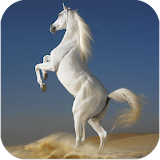 Horses HD images icon
