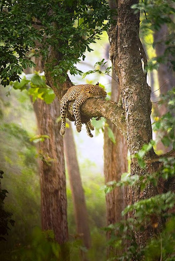 Forest Video Wallpaper