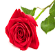 New WAStickerApps Flowers Roses  Download on Windows
