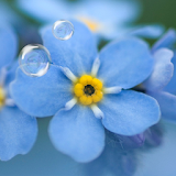 Forget-me-not Live Wallpaper icon