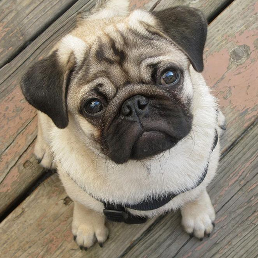 Pugs Wallpapers - Apps on Google Play