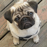 Pugs Wallpapers icon
