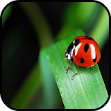 Top Ladybug Wallpapers icon